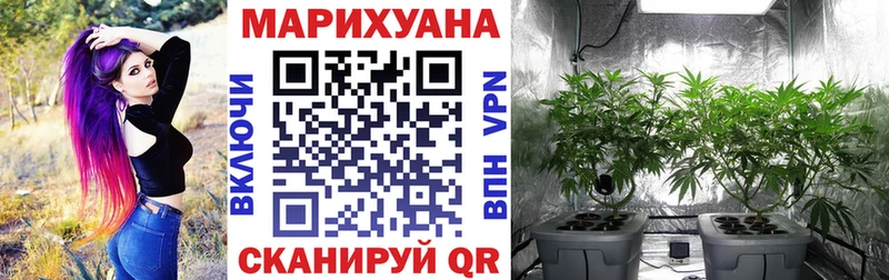 Конопля гибрид  Тетюши 